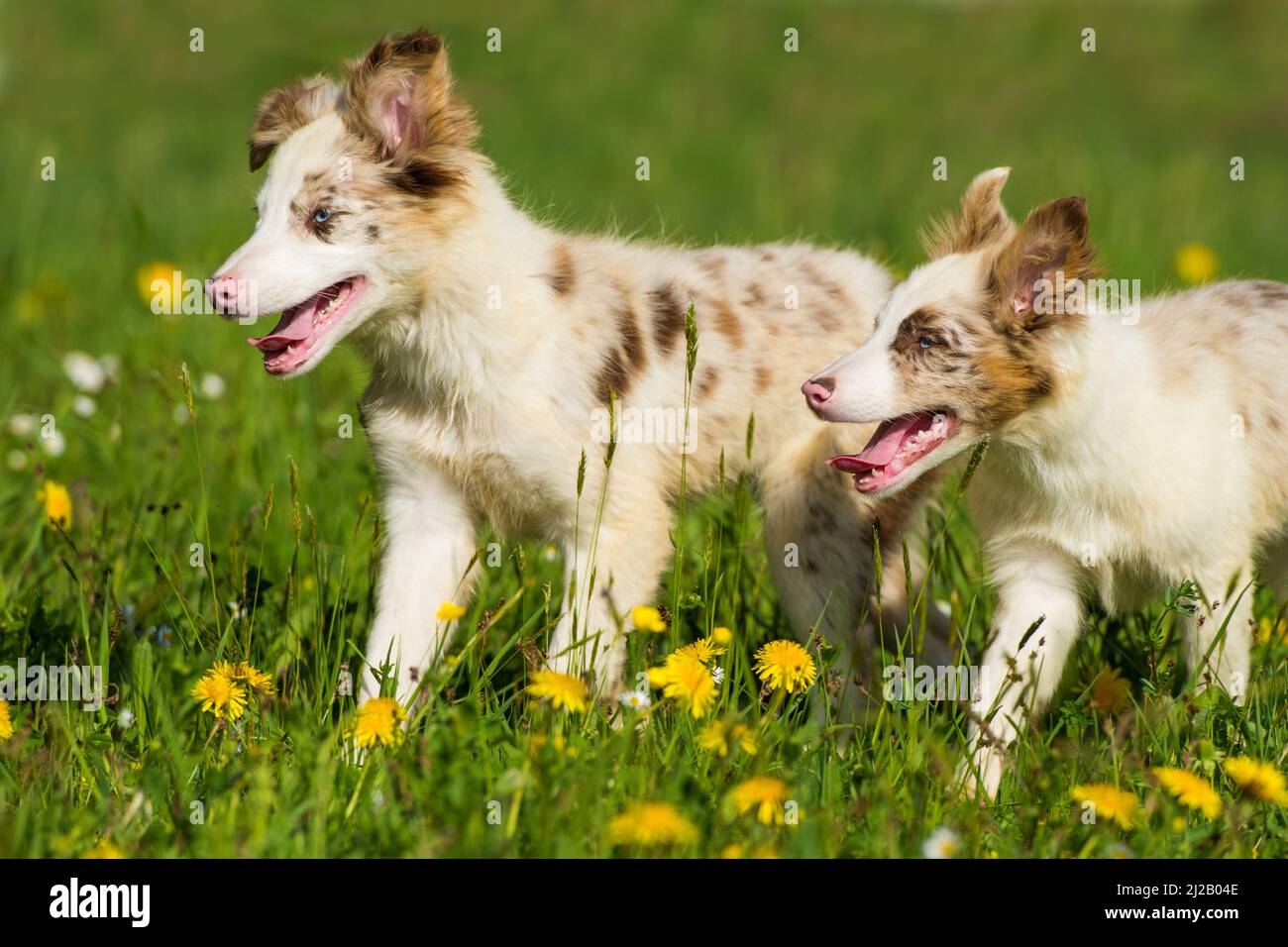 Border Collie Welpe in einer Frühlingswiese Stockfoto