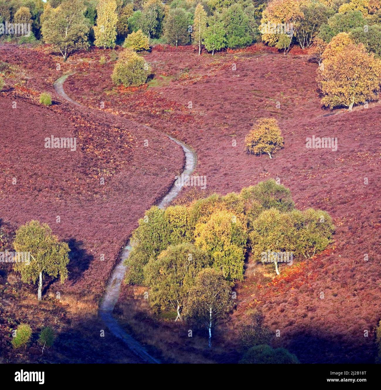 Heathland Hills in herbstlicher Farbe auf dem Cannock Chase Country Park AONB (Gebiet von außergewöhnlicher natürlicher Schönheit) in Staffordshire England Stockfoto