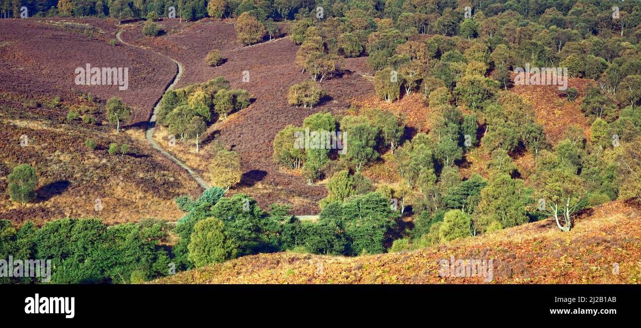 Heathland Hills in herbstlicher Farbe auf dem Cannock Chase Country Park AONB (Gebiet von außergewöhnlicher natürlicher Schönheit) in Staffordshire England Stockfoto