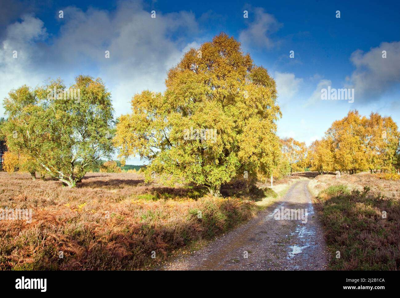 Herbstfärbung auf Cannock Chase Country Park AONB (Gebiet von außergewöhnlicher natürlicher Schönheit) in Staffordshire England UK Stockfoto