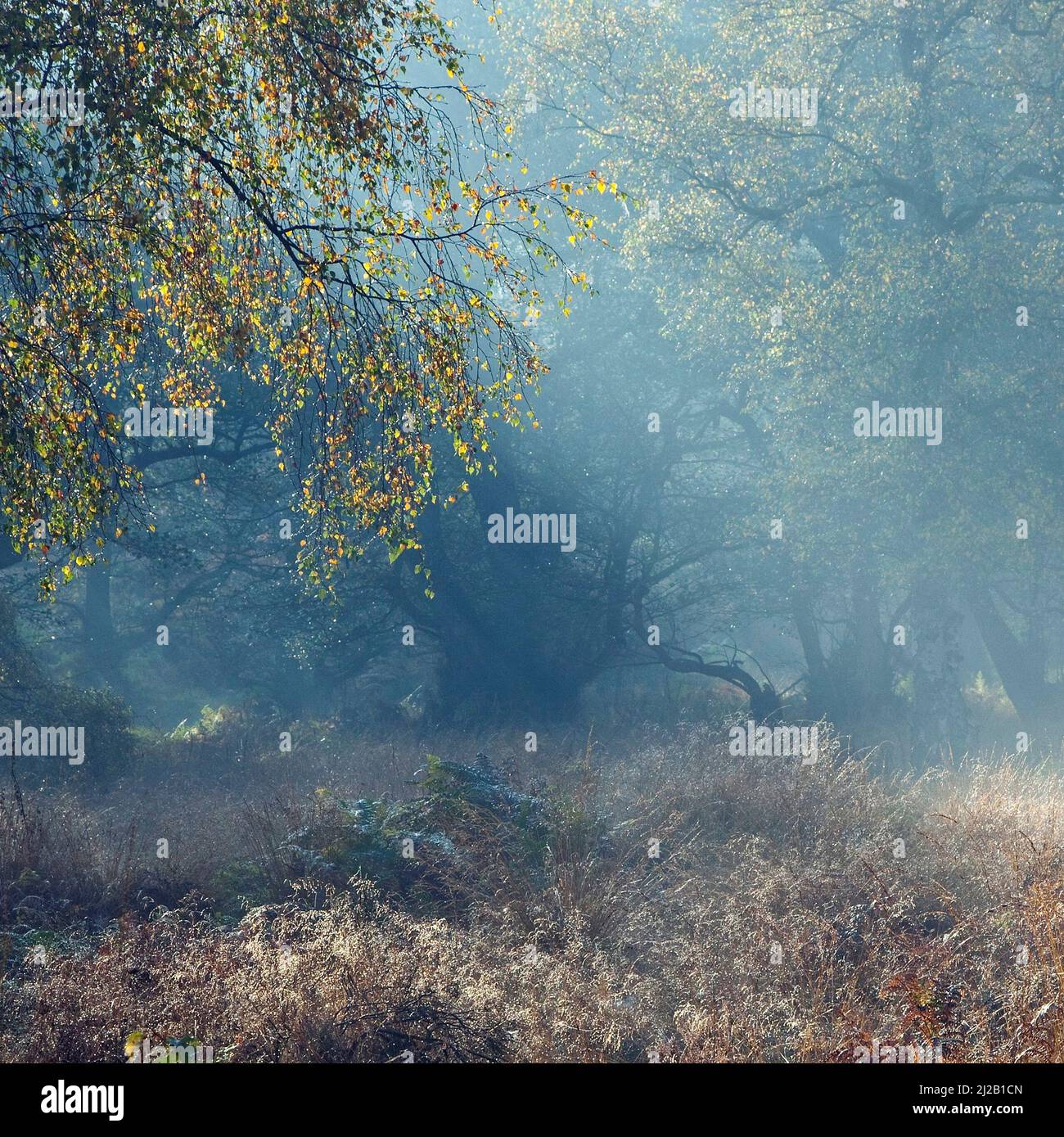Sherbrook Valley im Nebel Stockfoto