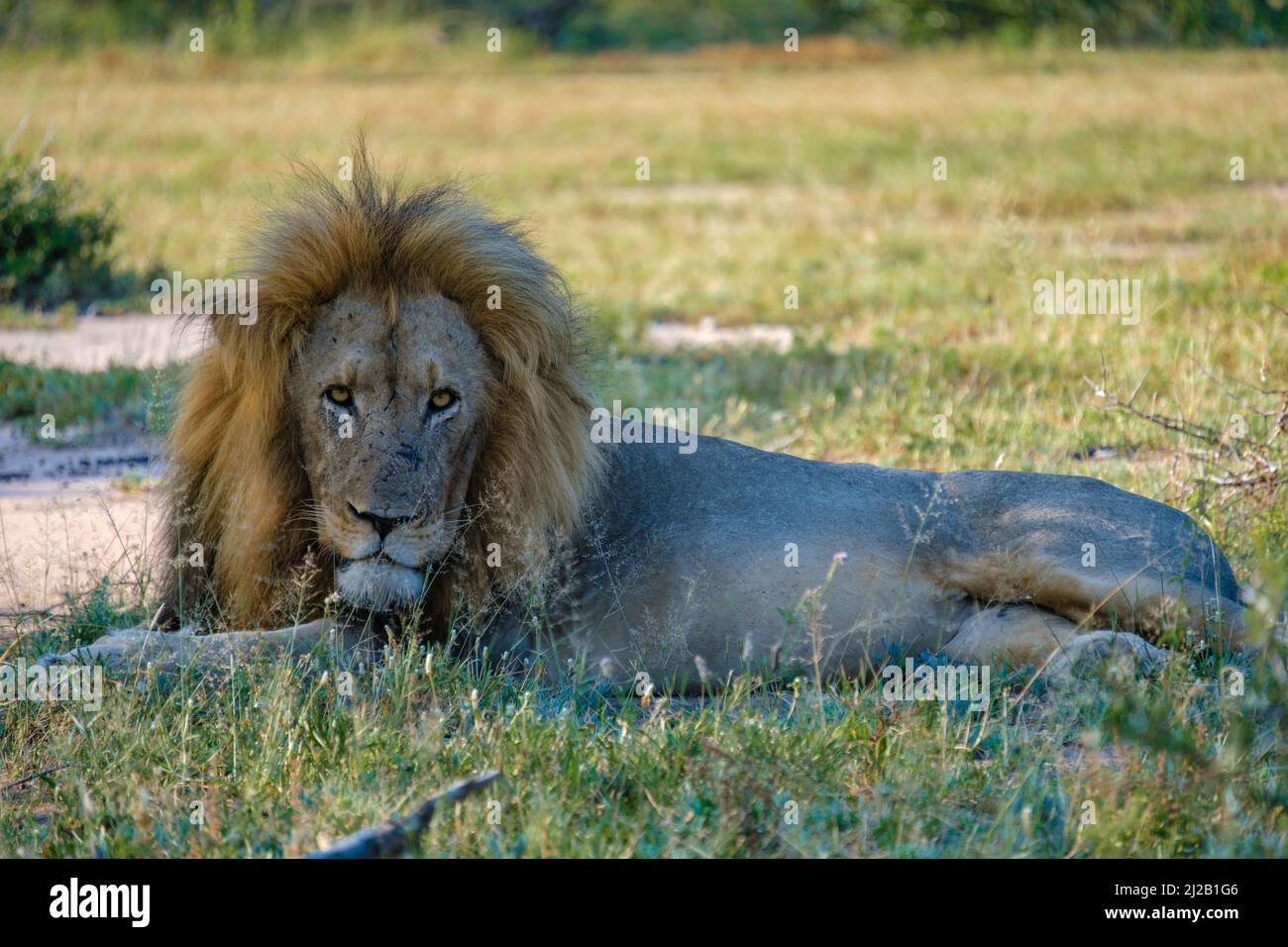 Löwen im Kruger Nationalpark Südafrika, Nahaufnahme eines männlichen Löwenkopfes, großer männlicher Löwe im Busch des Blue Canyon Conservancy in Südafrika in der Nähe von Kruger. Stockfoto