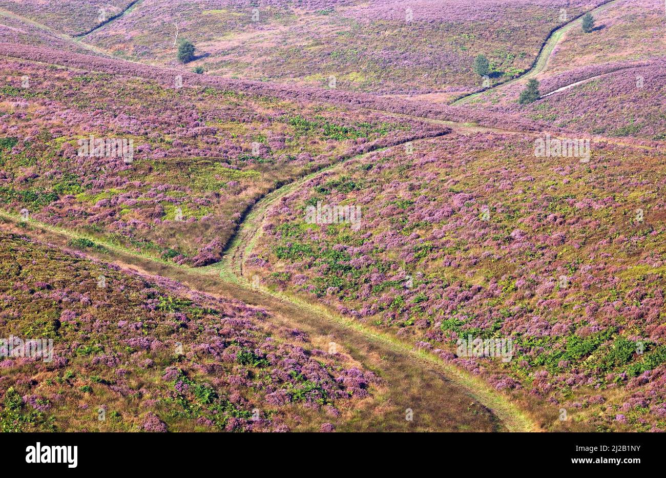 Schlängelnde Wanderwege durch das blühende Heidekraut im Spätsommer Cannock Chase Gebiet von außergewöhnlicher natürlicher Schönheit Staffordshire England Großbritannien Stockfoto