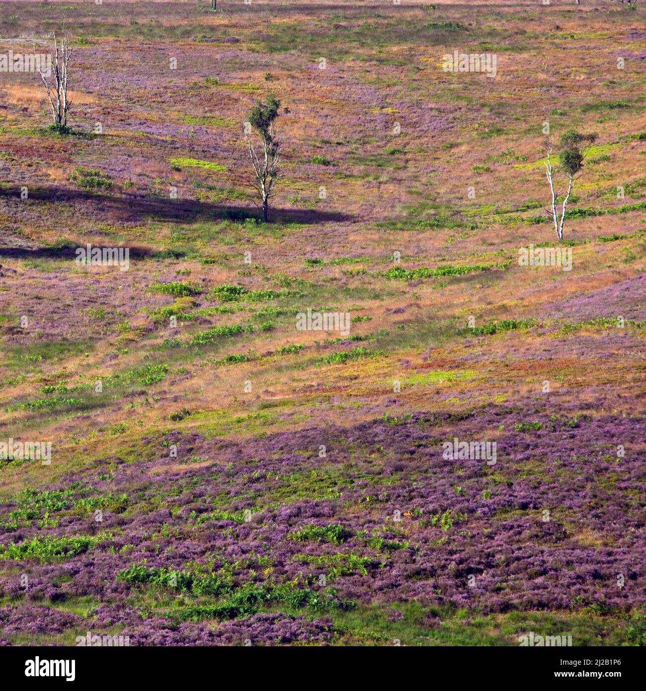 Cannock Chase Gebiet von außergewöhnlicher natürlicher Schönheit im Spätsommer Staffordshire Stockfoto