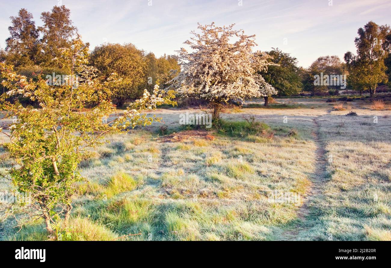 Später Bodenfrost kann auf Weißdornbäumen aufblühen Cannock Chase Country Park AONB (Gebiet von außergewöhnlicher natürlicher Schönheit) in Staffordshire England Stockfoto