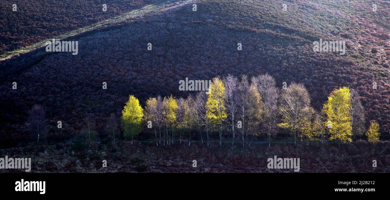 Birken auf den Heatland-Hügeln werden am frühen Morgen von diffusem Licht beleuchtet, Cannock Chase Country Park AONB (Gebiet von außergewöhnlicher natürlicher Schönheit) in Staffo Stockfoto