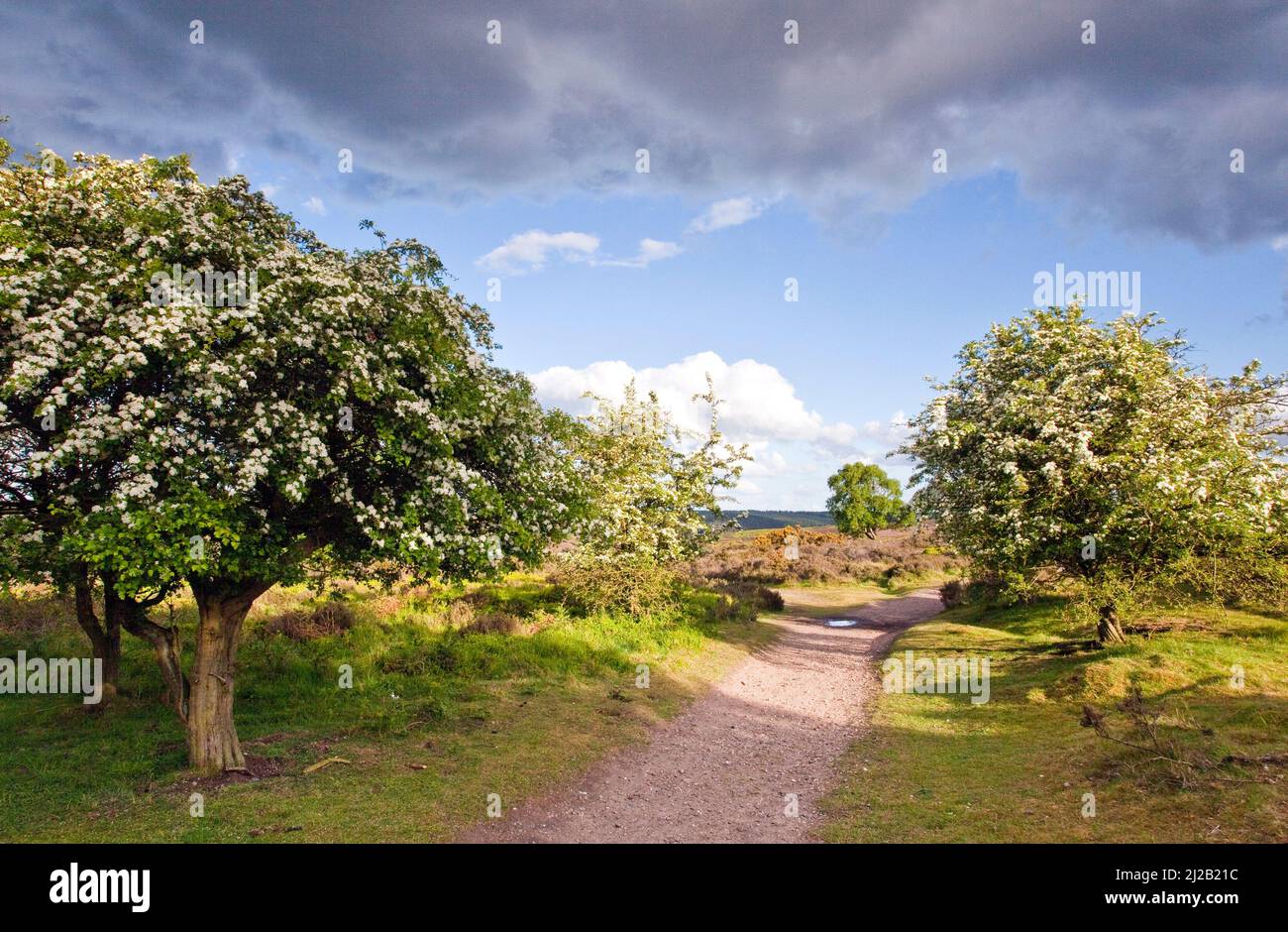 Wanderweg Heart of England Way kann auf Weißdornbäumen blühen Cannock Chase Country Park AONB (Gebiet von außergewöhnlicher natürlicher Schönheit) in Staffordshire Engl Stockfoto