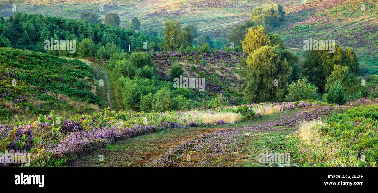 Blick über das Tal zu heidnischen Heideflächen im Spätsommer Cannock Chase Area of Outstanding Natural Beauty Staffordshire Stockfoto