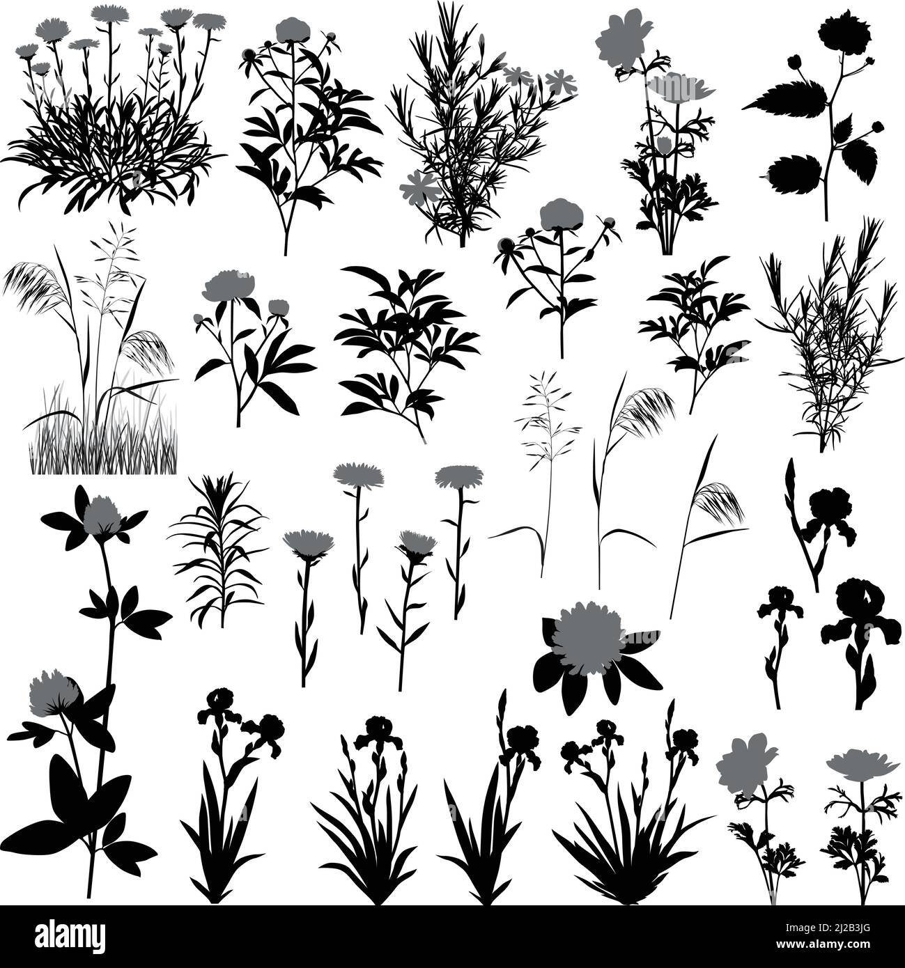 Silhouetten von Blumen und Pflanzen: Anemone, Aster, Kleeblatt, Iris, kerria, Pfingstrose, Phlox und Wiesenpflanzen Stock Vektor