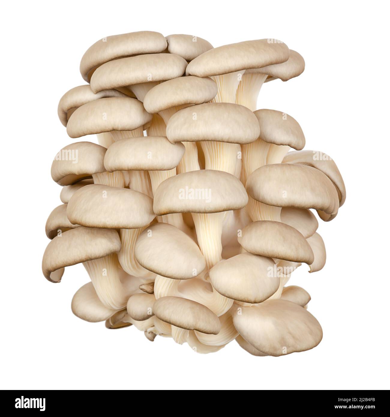 Cluster frischer Austernpilze, Vorderansicht. Pleurotus, auch als Abalone- oder Baumpilze bekannt. Einer der am meisten kultivierten Pilze. Stockfoto
