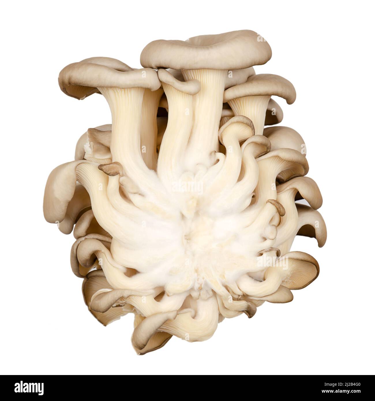 Cluster frischer Austernpilze, Rückansicht. Pleurotus, auch als Abalone- oder Baumpilze bekannt. Einer der am meisten kultivierten Pilze. Stockfoto