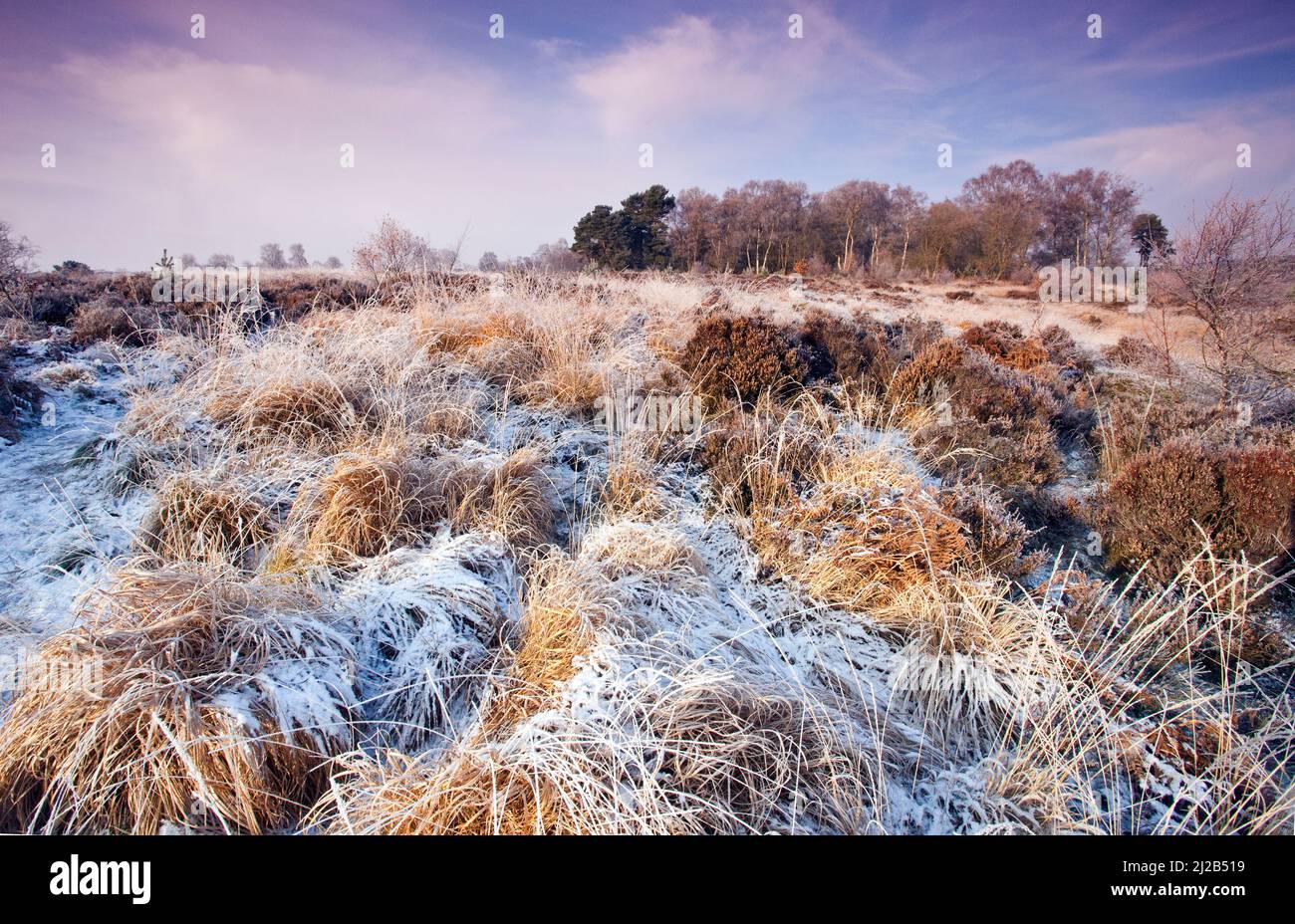 Golden gefrostete Graswolken Brindley Valley im Winter auf Cannock Chase AONB (Gebiet von außergewöhnlicher natürlicher Schönheit) in Staffordshire England Stockfoto