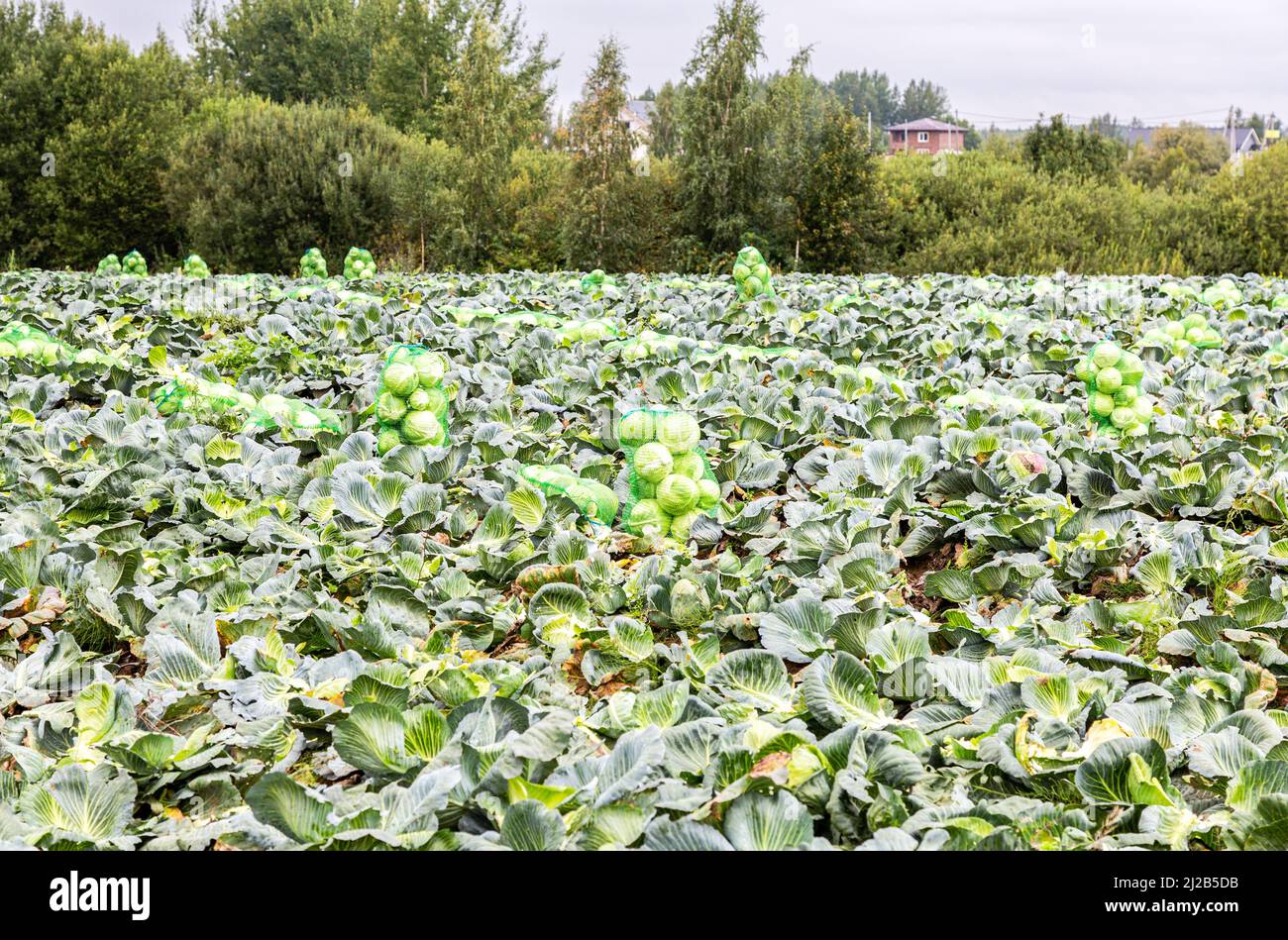 Ernte von frischem Grünkohl an bewölkten Tagen. Gemüseernte im Herbst. Kohl auf dem Gemüsefeld anbauen Stockfoto