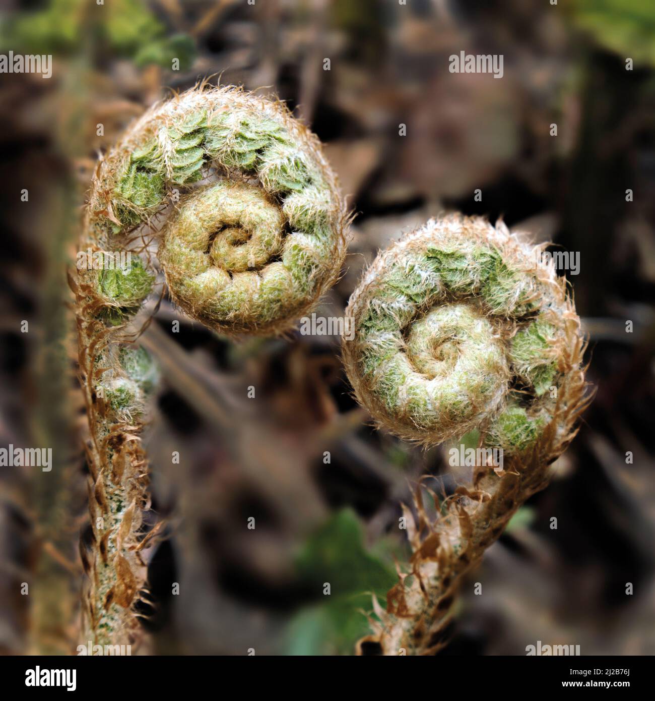 Großbritannien, England, Devonshire. Zwei junge Farne in der Hecke, die sich im Frühjahr ausrollen. Stockfoto