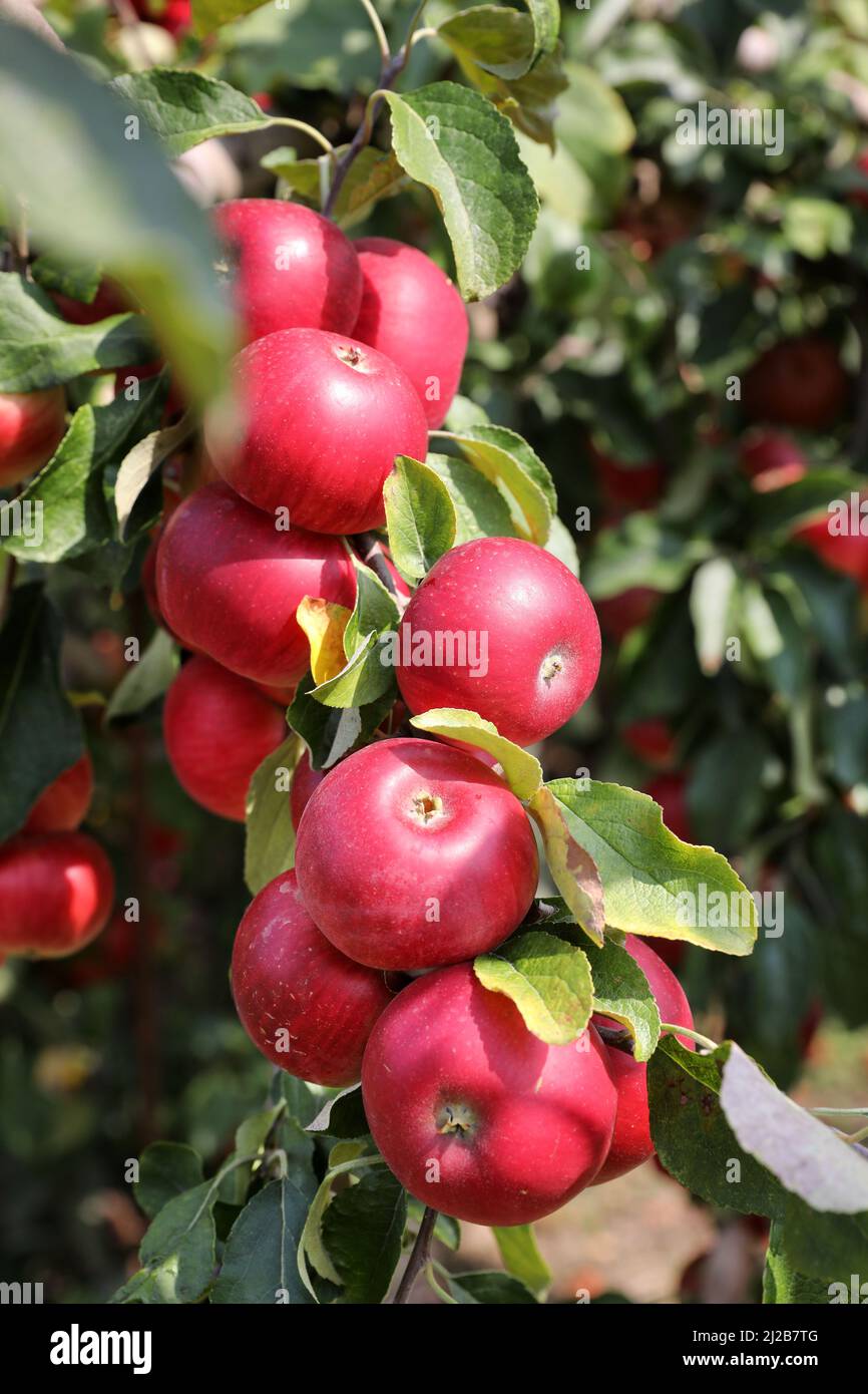 Apfelgarten: Anbau von Dessertäpfeln, roter Apfel auf einem Apfelbaum vor der Ernte Stockfoto