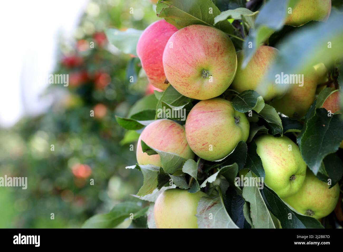 Apfelgarten: Anbau von Dessertäpfeln, zweifarbige Äpfel auf einem Apfelbaum vor der Ernte Stockfoto