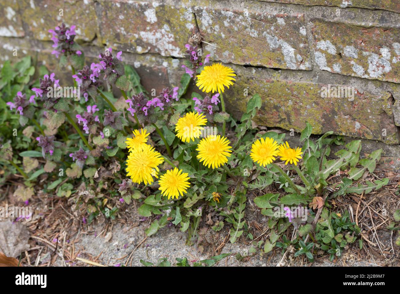 Löwenzahn und Rote Taubnessel in den Fugen einer Mauer, Wiesen-Löwenzahn, Wiesenlöwenzahn, Gemeiner Löwenzahn, gewöhnlicher Löwenzahn, Kuhblume, Tarax Stockfoto