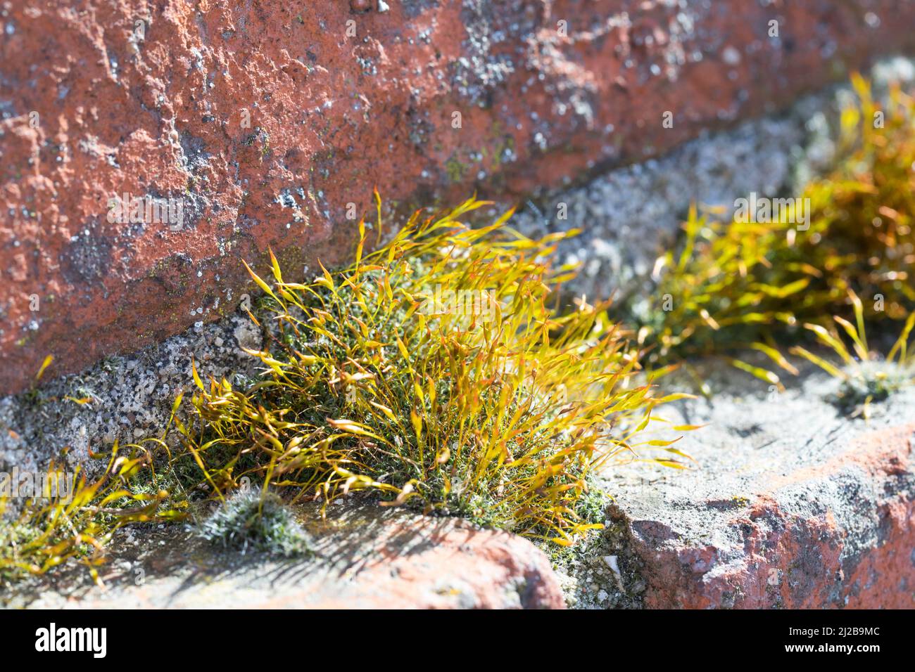 Mauer-Drehzahnmoos, in den Fugen einer Mauer, Mauerdrehzahnmoos, Drehzahnmoos, Mauer-Drehzahn, Tortula muralis, Tortula Moos, Wandschrauben-Moos, Barbule Stockfoto