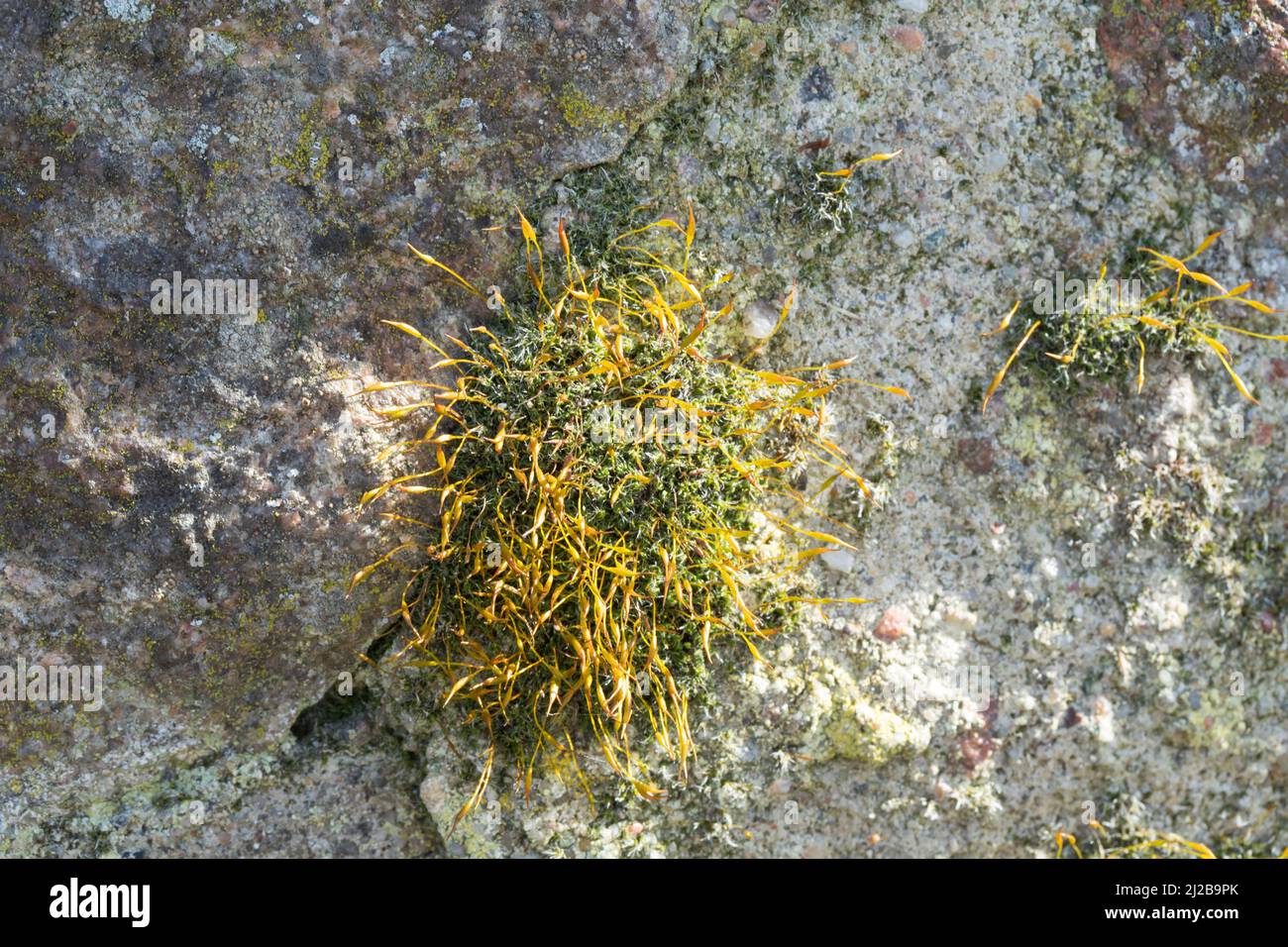 Mauer-Drehzahnmoos, in den Fugen einer Mauer, Mauerdrehzahnmoos, Drehzahnmoos, Mauer-Drehzahn, Tortula muralis, Tortula Moos, Wandschrauben-Moos, Barbule Stockfoto