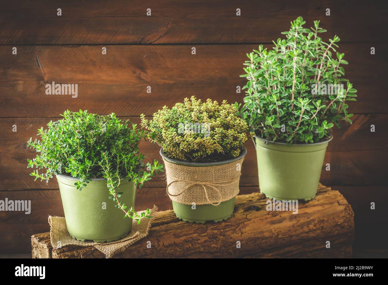 Verschiedene Kräuterpflanzen für den Garten oder Fensterbank in einer Reihe auf Holzhintergrund, Pflanzung oder Hausanbaukonzept, Platz kopieren Stockfoto