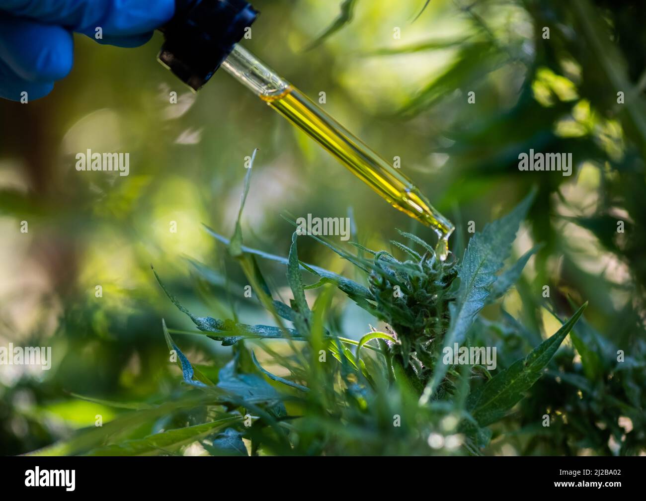 Ärzte halten eine Flasche Hanföl, Marihuanaprodukte für medizinische Zwecke, einschließlich Hanfblatt-, cbd- und Hanf-CBD-Ölkapseln. Stockfoto