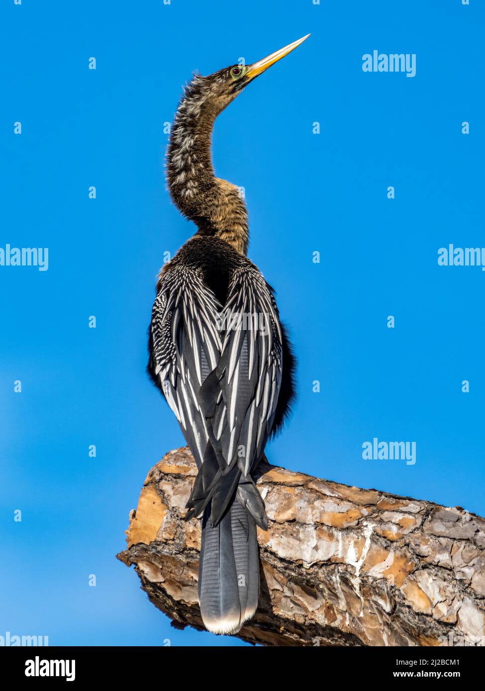 Ein männlicher Anhinga, der auf einem Baumzweig in der Vogelfabrik Venice Audubon in Venice Florida USA sitzt Stockfoto