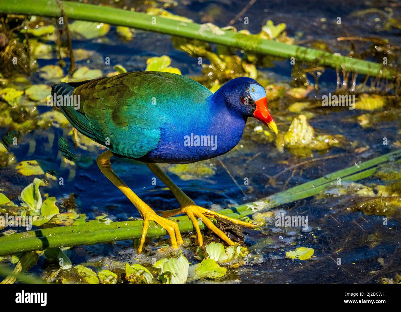 Eine Purple Gallinule (Porphyrio martinicus) ein leuchtend blaugrüner Vogel mit gelben Füßen und einem roten Schnabel auf den Celery Fields in der US-amerikanischen Stadt Arasota Florida Stockfoto