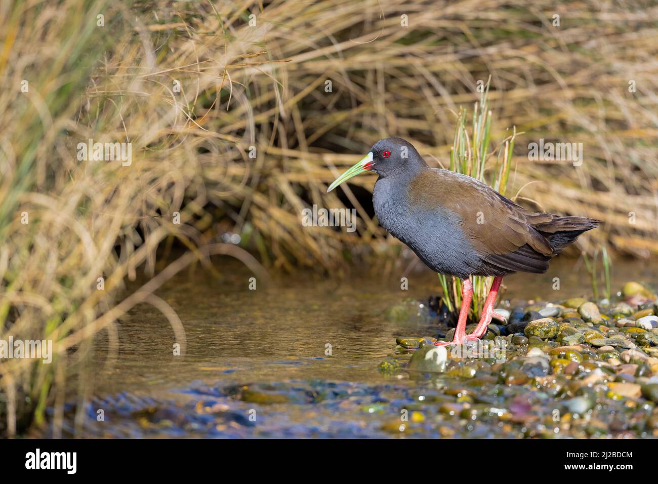 Plumbeous Rail (Pardirallus sanguinolentus) in einem kleinen Bach, der mit Vegetation bedeckt ist. Chiloé. Los Lagos. Chile. Stockfoto