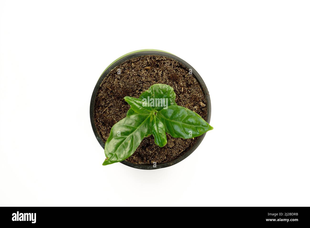 Ein Spross des jungen Sämlings. Grüne Blätter des Kaffeebaums, die in einem Topf wachsen. Blick von oben. Ein einzelnes Zimmerpflanzen-Objekt auf weißem Hintergrund. Stockfoto Ein Spross des jungen Sämlings. Grüne Blätter des Kaffeebaums, die in einem Topf wachsen. Blick von oben. Ein einzelnes Zimmerpflanzen-Objekt auf weißem Hintergrund. Stockfoto