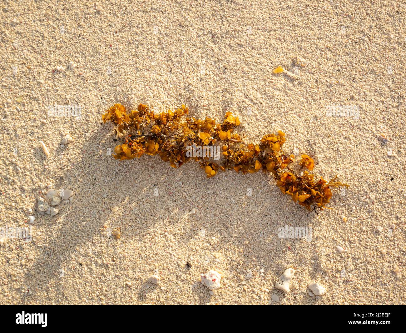 Algen im Sand in der Nähe der Küste des Strandes in San Andres, Kolumbien Stockfoto