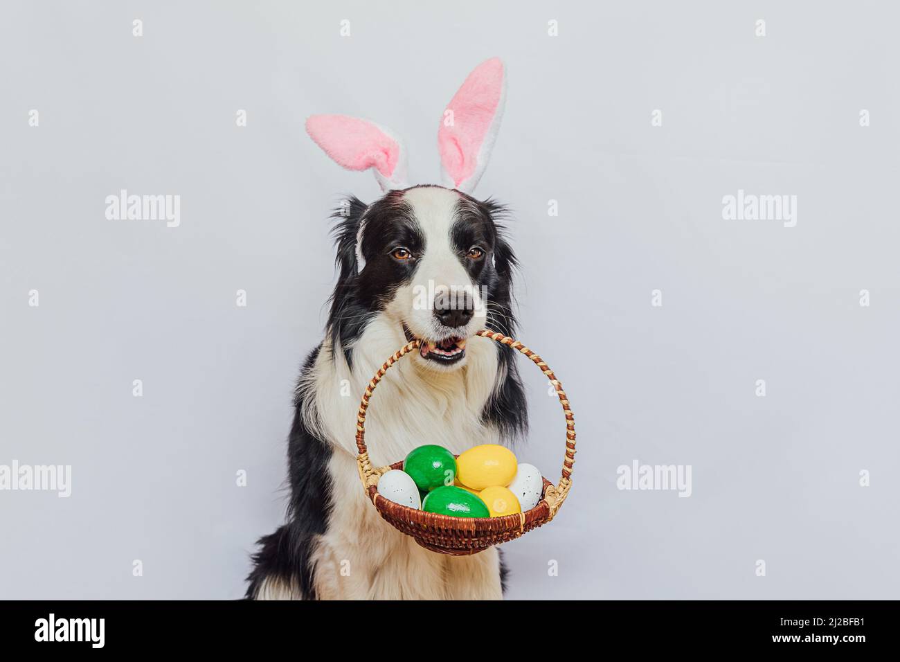 Happy Easter Konzept. Vorbereitung auf den Urlaub. Niedlichen Welpen Hund Grenze Collie trägt Hasenohren halten Korb mit Ostern bunte Eier im Mund isoliert auf weißem Hintergrund. Grußkarte aus dem Frühling Stockfoto