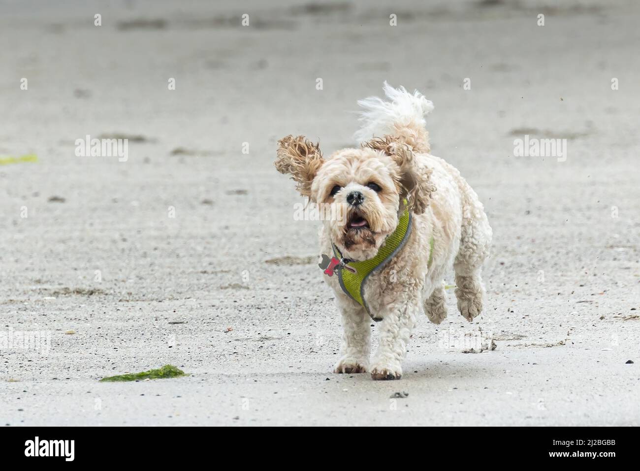 Eine Action-Aufnahme eines Miniatur-Labradoodles, der am Strand von Calgary auf der Insel Mull, Schottland, zur Kamera läuft. Stockfoto