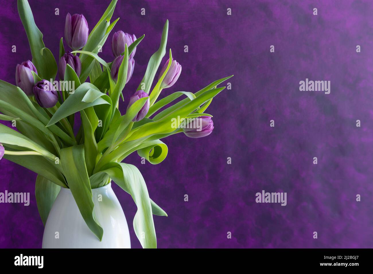 Lila Tulpen in einer weißen Vase auf einem dunkelvioletten Hintergrund mit Kopierfläche Stockfoto