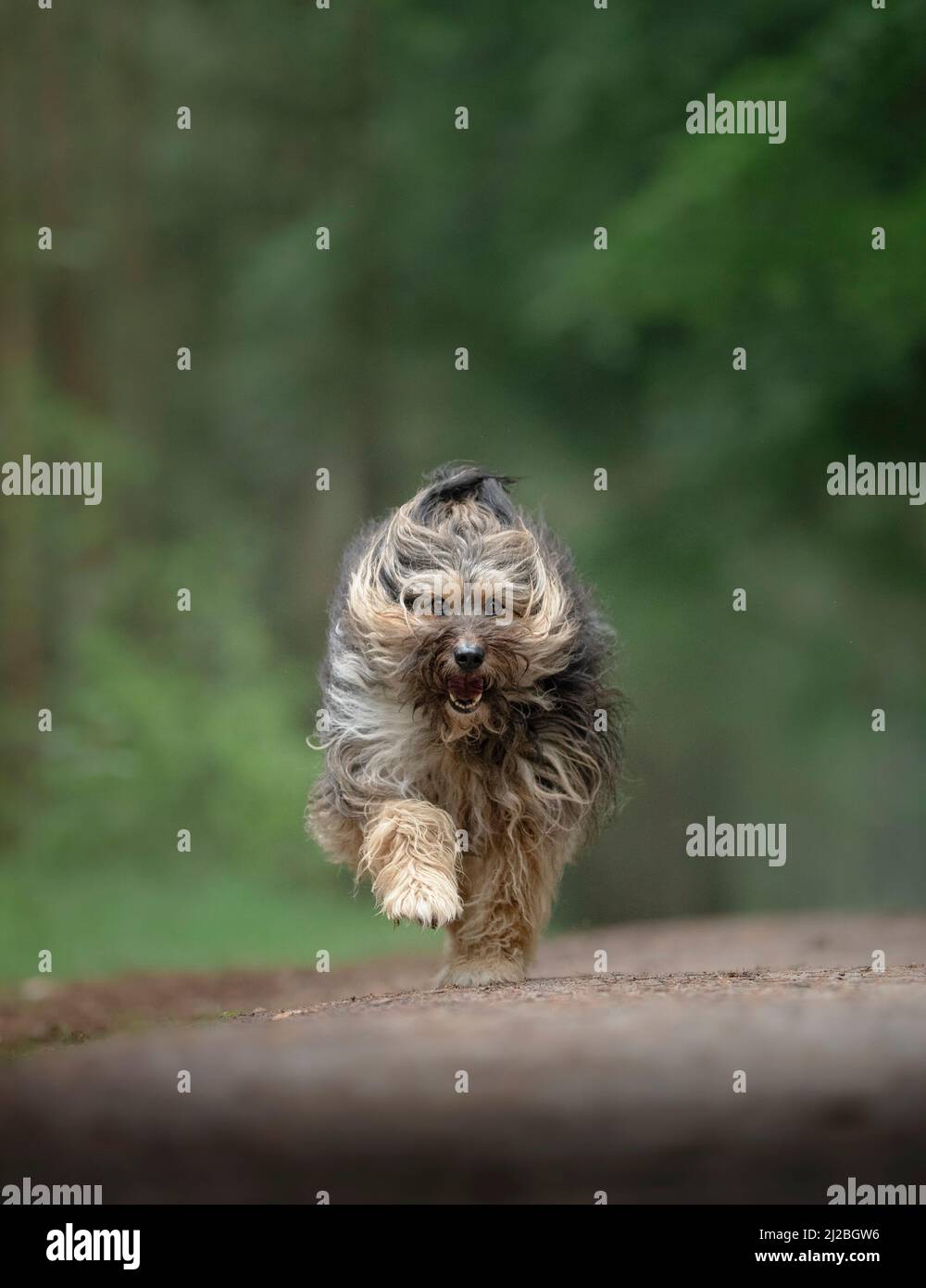 Laufender Hund Stockfoto
