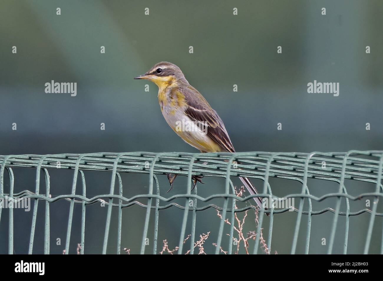 WESTERN Yellow Wagtail (Motacilla flava) unreifer Vogel, der auf dem Zaun Oman thront November Stockfoto