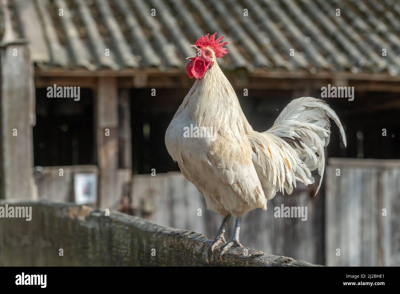 Porträt eines Hahns, der auf einem Hof kräht. Bildungsbauernhof, Elsass. Stockfoto