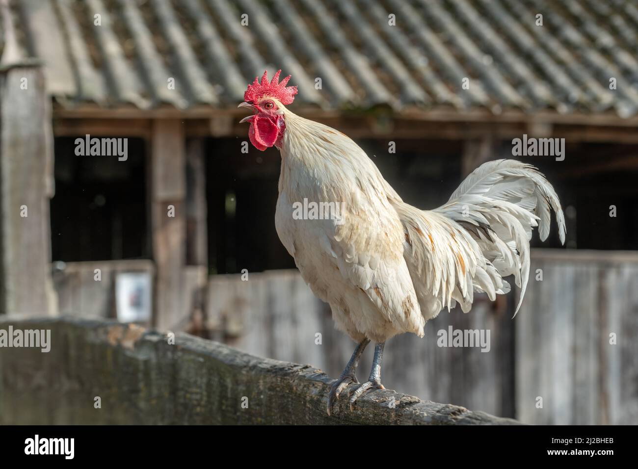 Porträt eines Hahns, der auf einem Hof kräht. Bildungsbauernhof, Elsass. Stockfoto