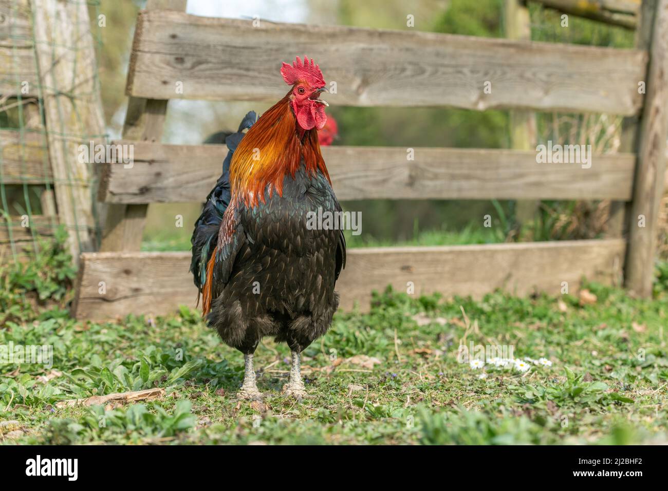 Porträt eines Hahns, der auf einem Hof kräht. Bildungsbauernhof, Elsass. Stockfoto