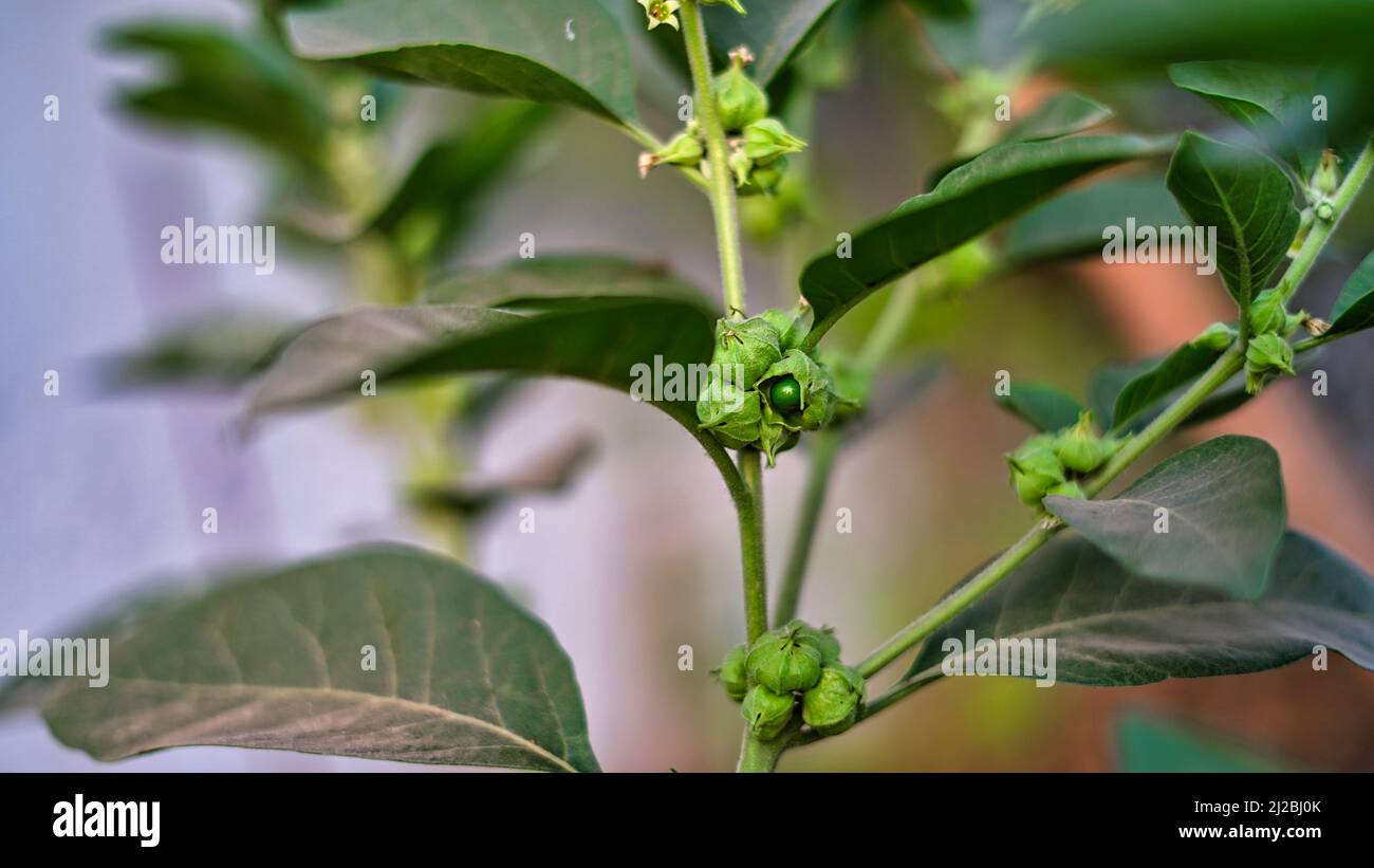 Immunitätsverstärker-Pflanze, Withania somnifera, allgemein bekannt als ashwagandha seine Wurzeln und orange-rote Frucht wurden seit Hunderten von Jahren für medi verwendet Stockfoto