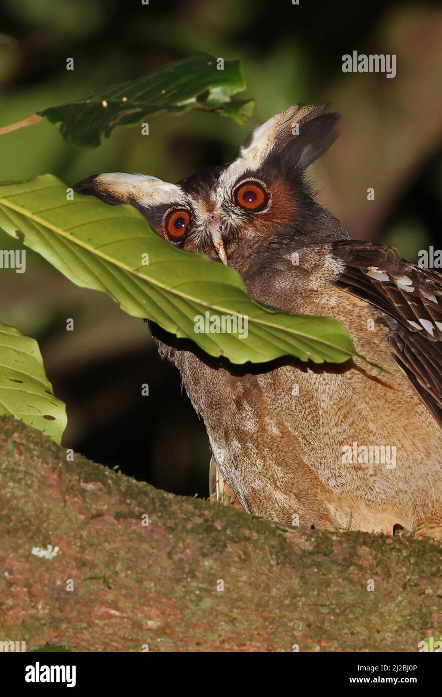 Haubeneule (Lophostrix cristata stricklandi) Nahaufnahme eines Erwachsenen, der nachts in einem Baum in der Nähe von Aranal, Costa Rica, thront März Stockfoto