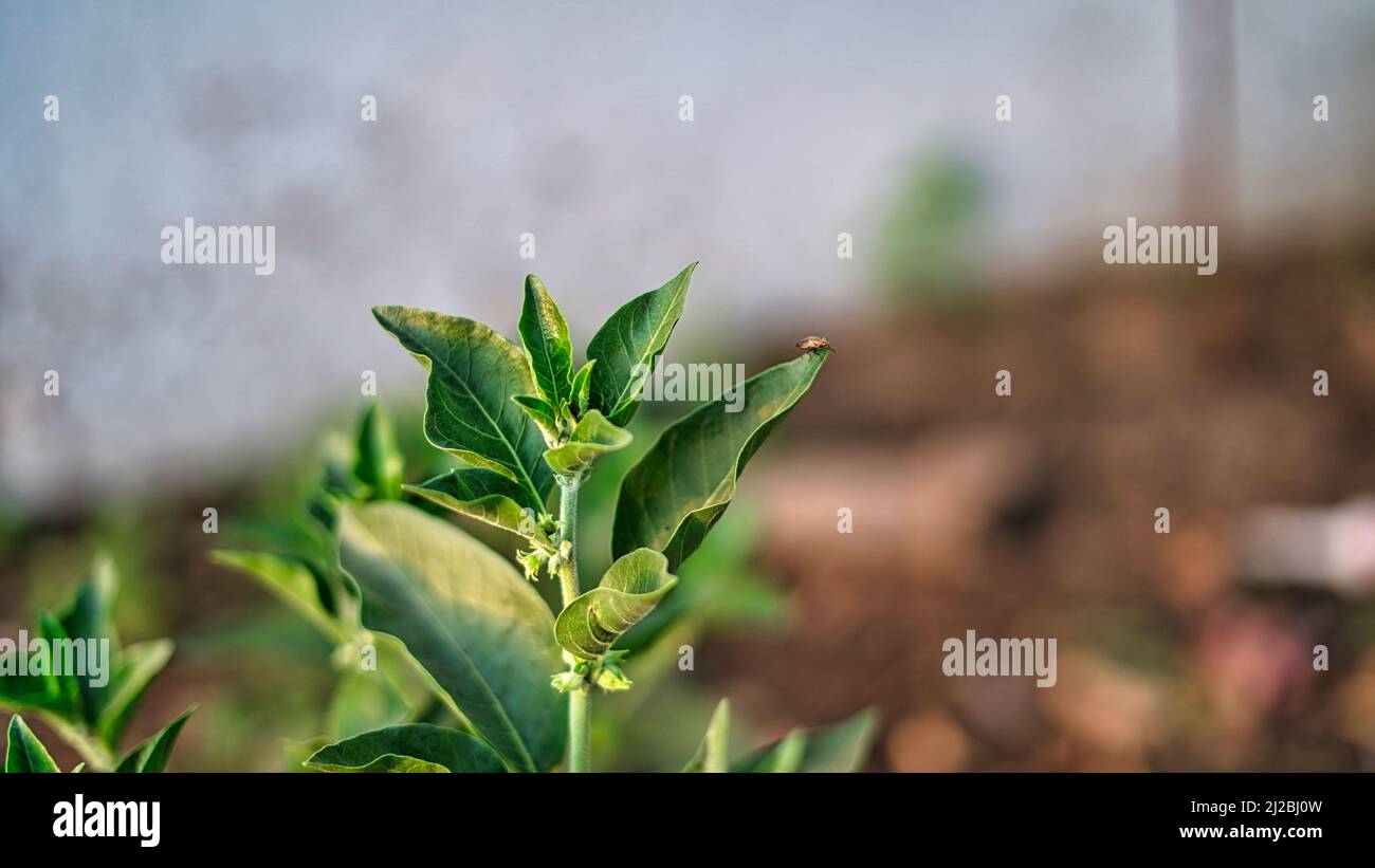 Ashwagandha. Indische Ginseng-Kräuter, giftige Stachelbeere oder Winterkirsche. Ashwagandha Vorteile für Gewichtsverlust und Gesundheit Stockfoto