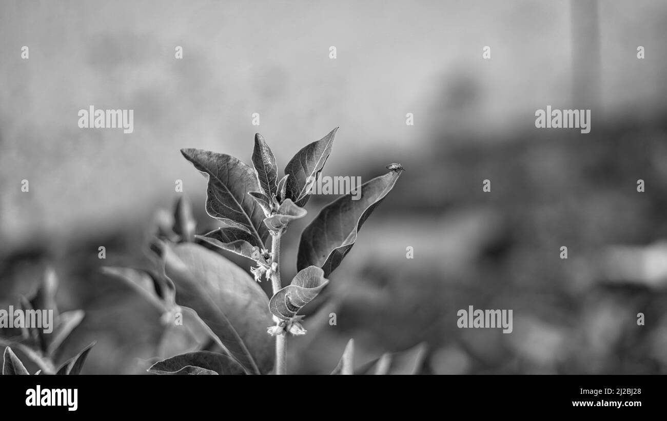 Black and white shot, Immunity Booster plant, Withania somnifera, allgemein bekannt als ashwagandha seine Wurzeln und orange-rote Früchte wurden für Hund verwendet Stockfoto