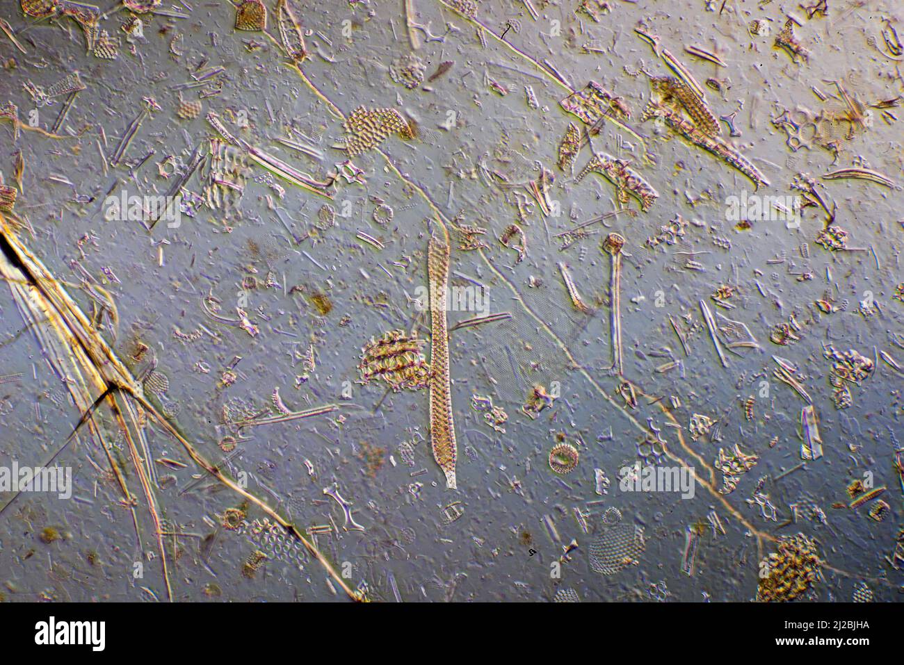 Fossile Kieselalgen, Radiolaria, Schwammwürze, Barbados 1800 reiche Artenvielfalt Stockfoto