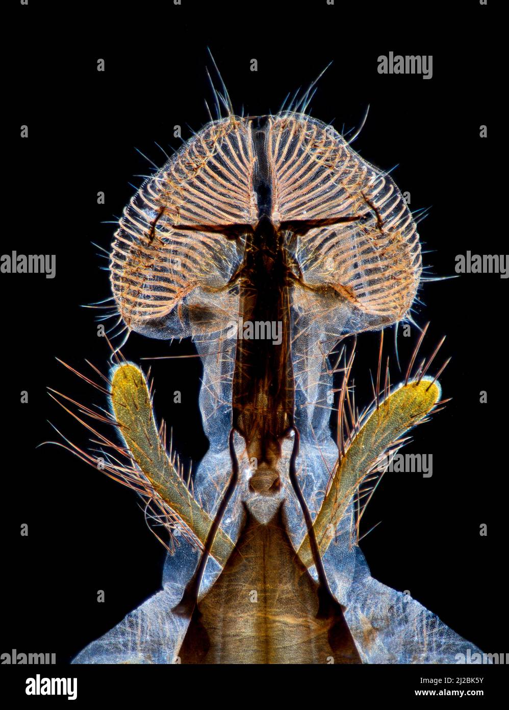 Dunkelfeld-Photomikrograph, Blasfliege-Proboscis, Mundparts Stockfoto