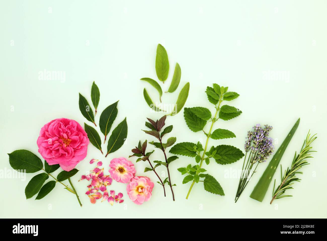 Natürliche Kräuter- und Blumenhilfsmittel mit Kräutern und Sommerblumen. Wird in der Hautpflege gegen das Altern verwendet und kann Psoriasis, Akne und Ekzeme lindern. Stockfoto