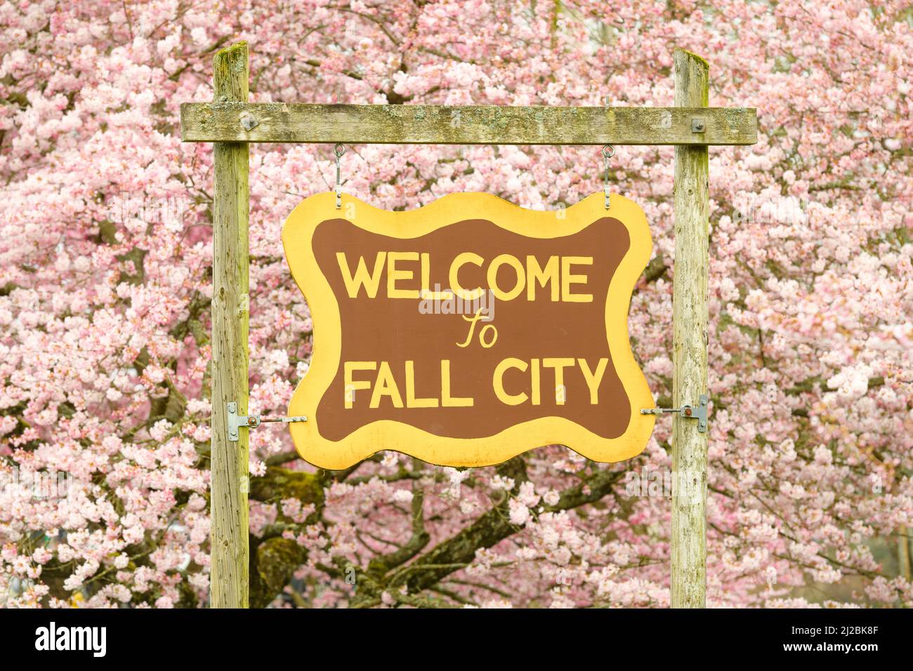 Fall City, WA, USA - 27. März 2022; Wecome to Fall City Schild auf Holzrahmen mit Kirschblütenhintergrund auf Frühlingsbäumen Stockfoto