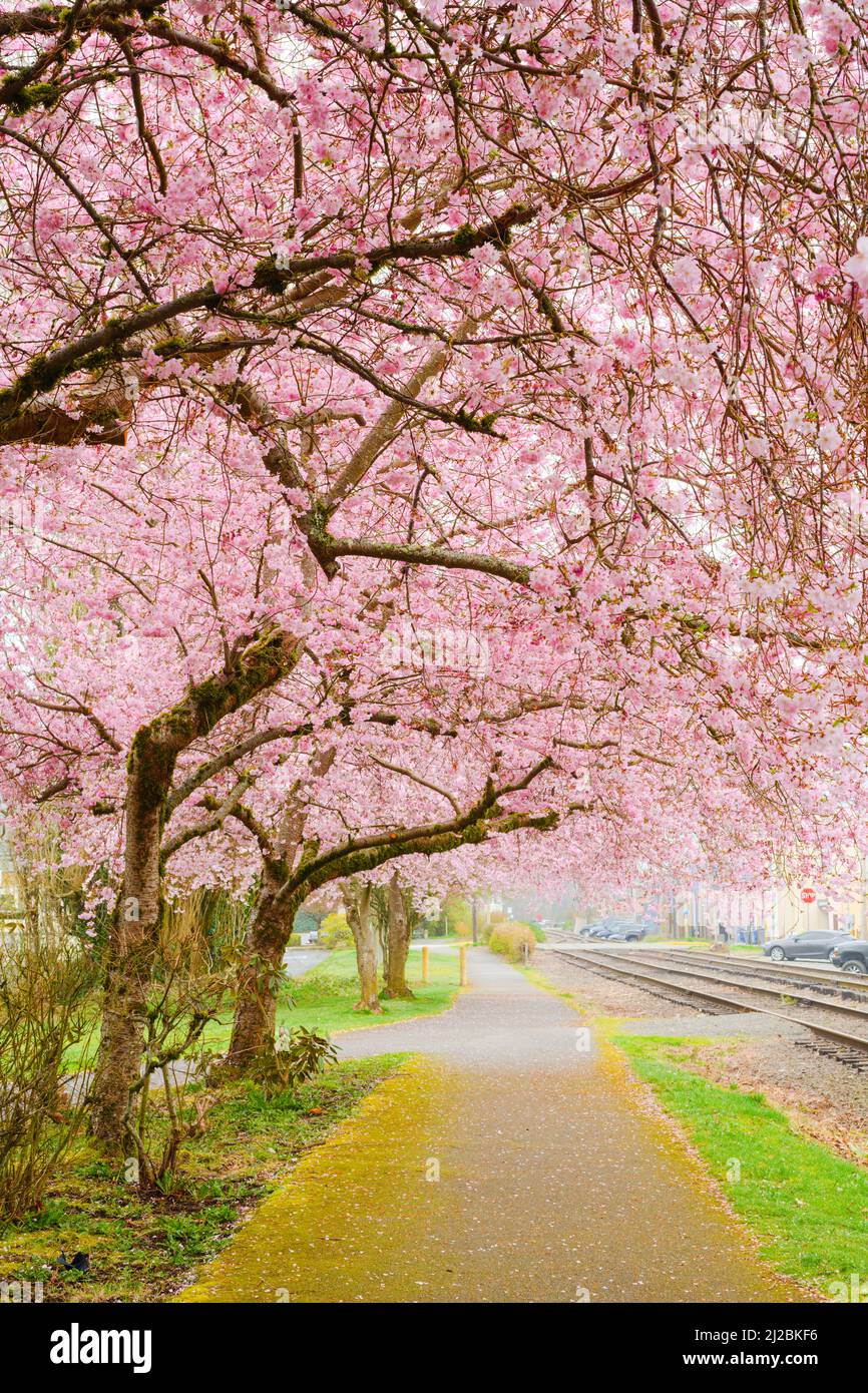 Kirschbäume in der Frühlingsblüte hängen über einem Fußweg entlang der Bahngleise in North Bend Washington Stockfoto