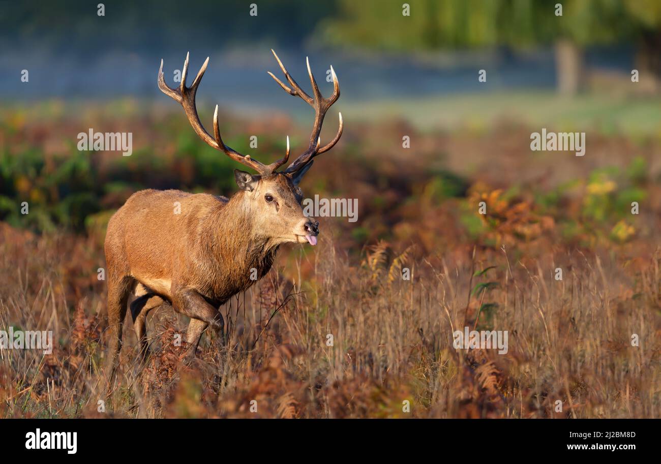 Nahaufnahme eines Rothirsches, der während einer Brunftzeit im Herbst in Großbritannien durch ein Feld läuft. Stockfoto