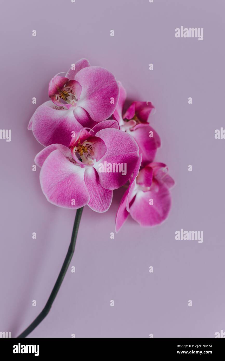 Schöne violette Orchideenblumen auf pastellviolettem Hintergrund. Flach liegend. Für Text platzieren. Stockfoto