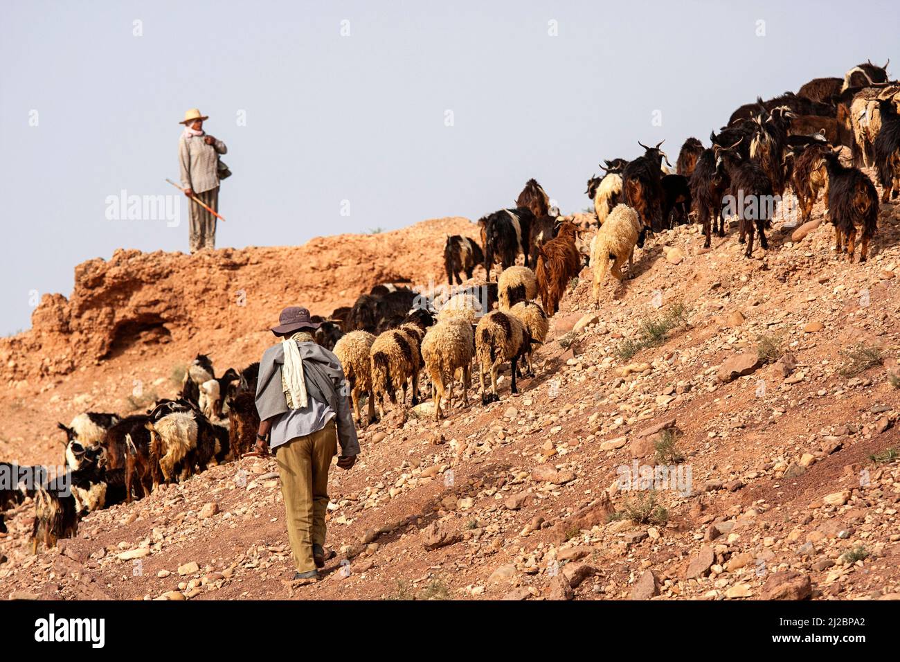 Einheimische Hirten, die sich um Schafherden in den Bergen des hohen Atlas in marokko kümmern Stockfoto